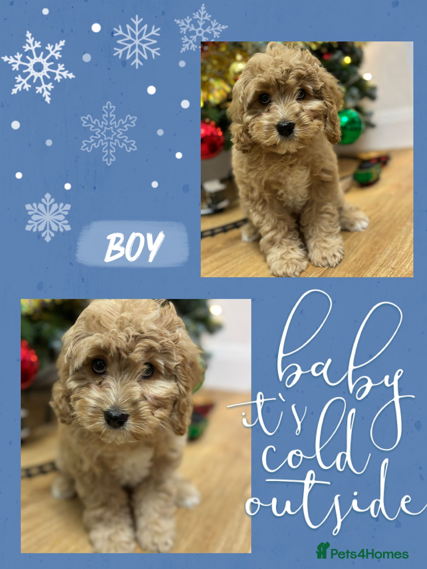 Cavapoo dogs Rare unique moyen Cavapoos  - Advert 1