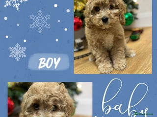 Cavapoo dogs Rare unique moyen Cavapoos - Advert 3