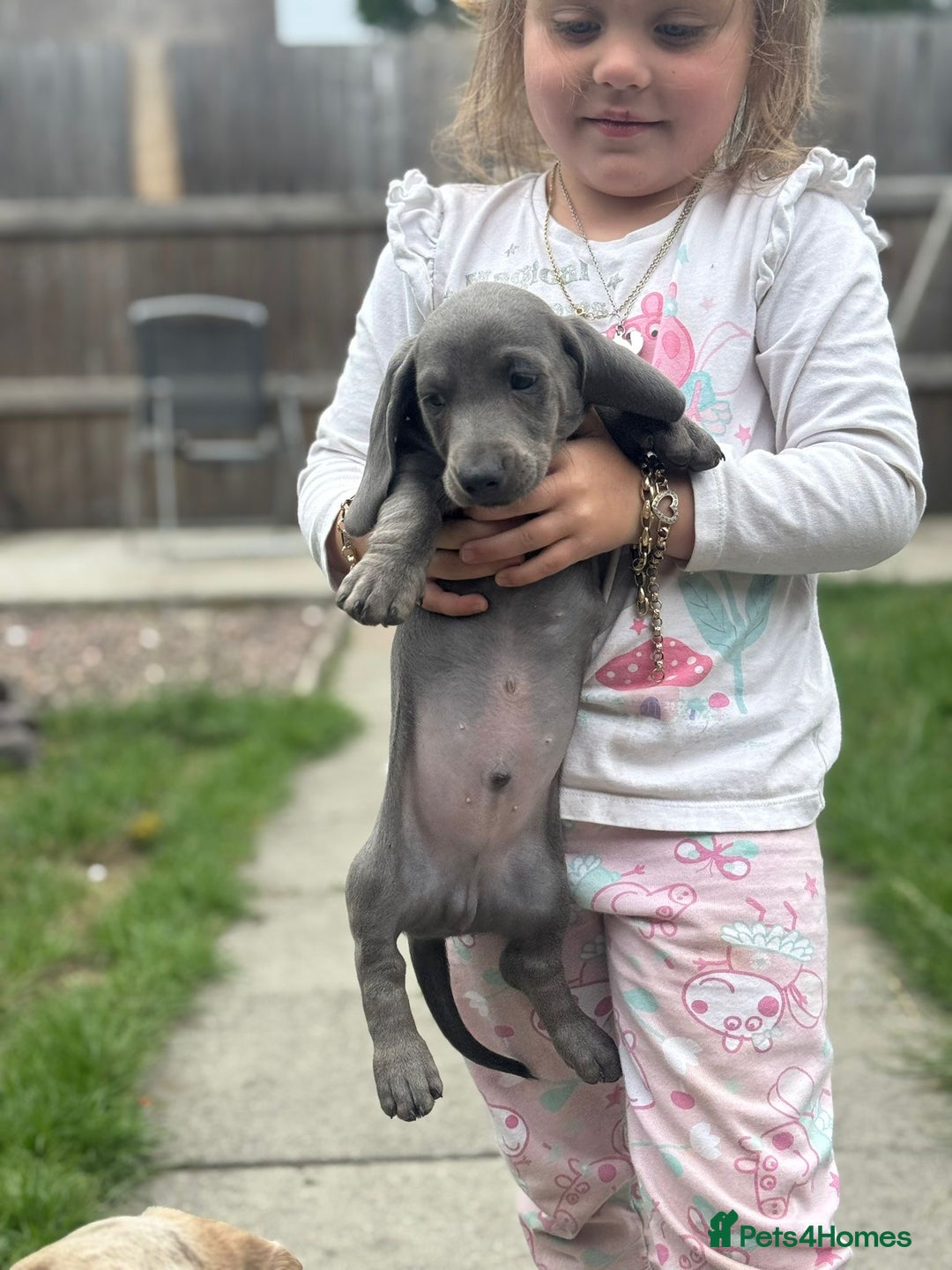Dachshund dogs for sale: Isabella blue dachshund puppies  - Image 10