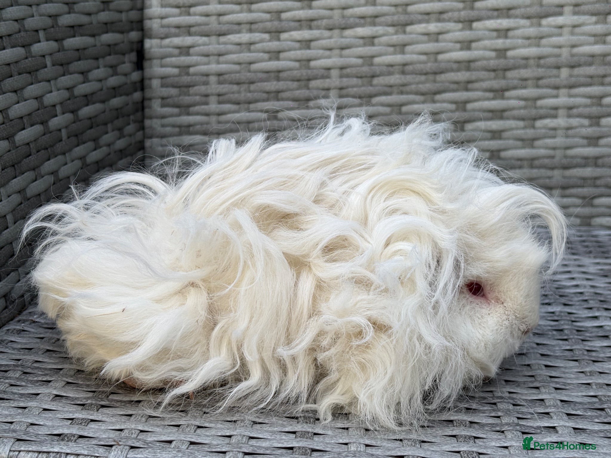 Guinea Pig rodents for sale: Purebred Lunkarya - Advert 11
