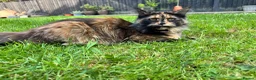 Maine Coon cats for sale: Maine Coon Cross Kittens – Ready 13th July - Advert 13