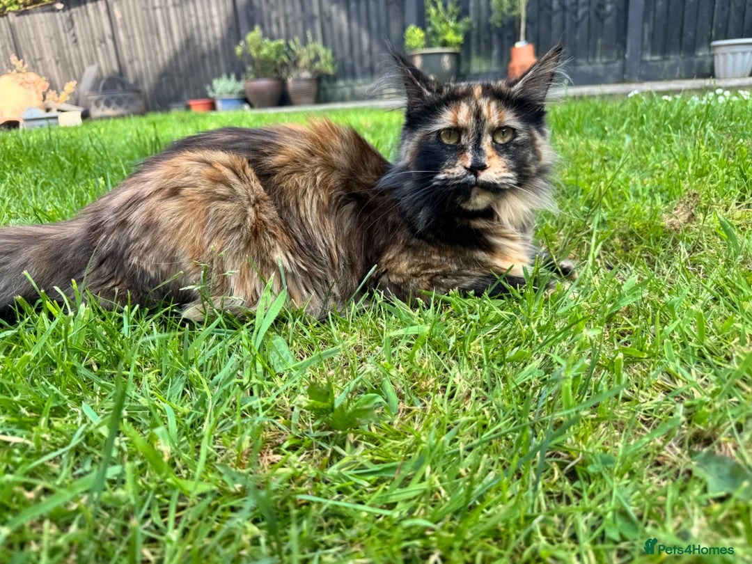 Maine Coon cats for sale: Maine Coon Cross Kittens – Ready 13th July - Advert 13