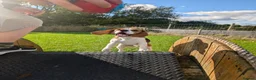 Beagle dogs for stud: Baxter - 2 Year Old Beagle for Stud - Advert 20