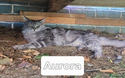Maine Coon cats for sale:  GCCF Champion Title Maine Coon - Image 15