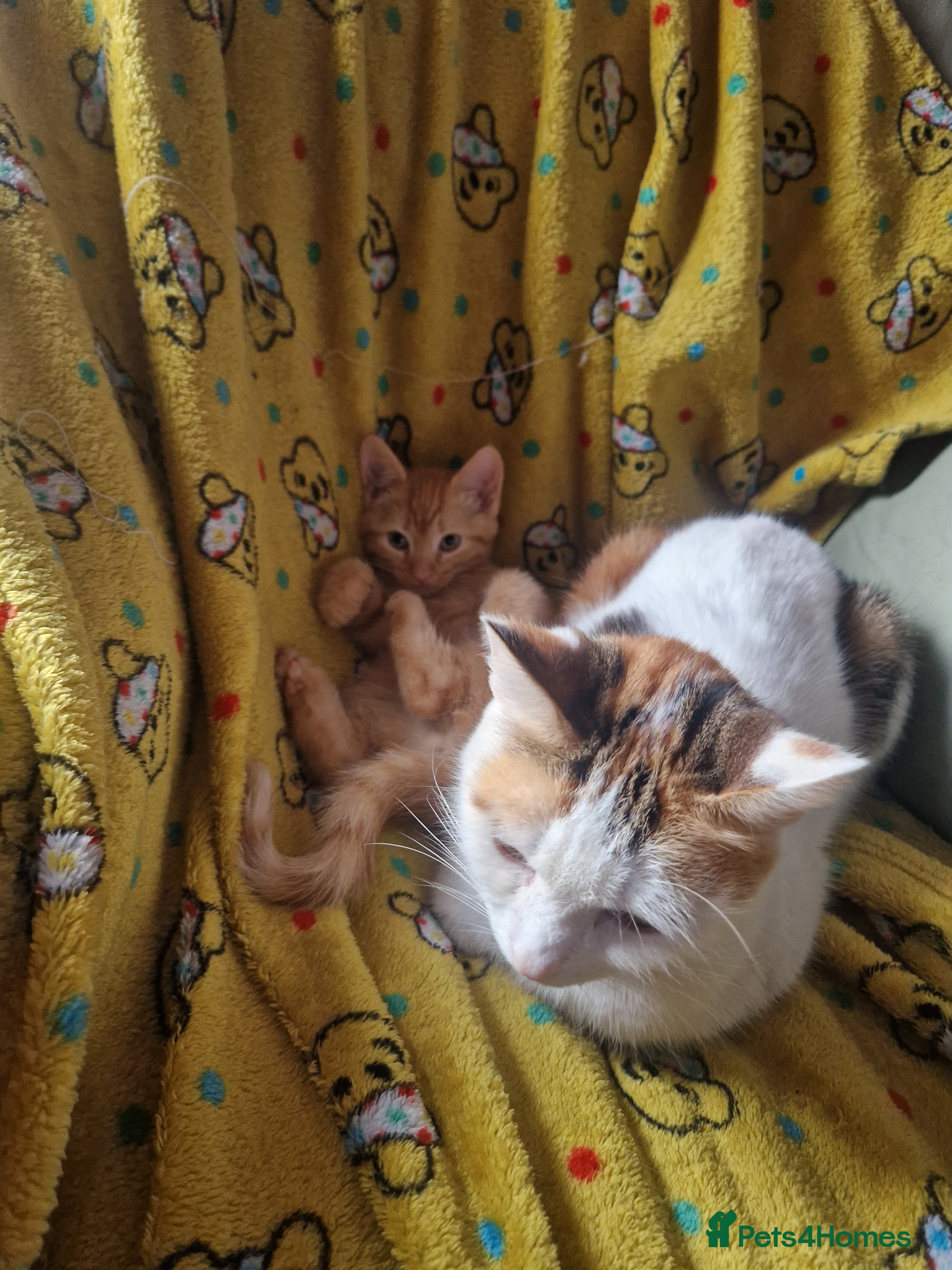 Mixed Breed cats Ginger and white female  - Advert 3