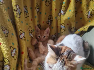 Mixed Breed cats Ginger and white female - Advert 14