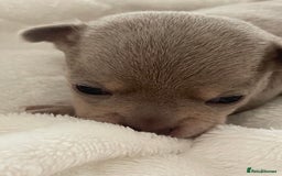 Chihuahua dogs for sale: Purebred chihuahua puppies - Image 1