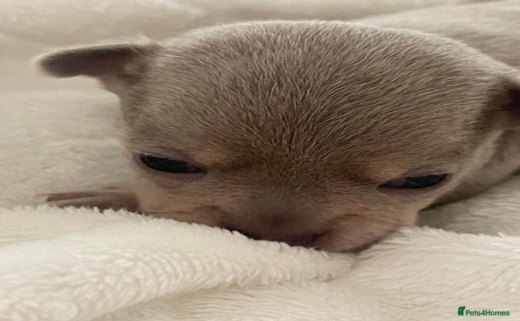 Chihuahua dogs - Advert 2