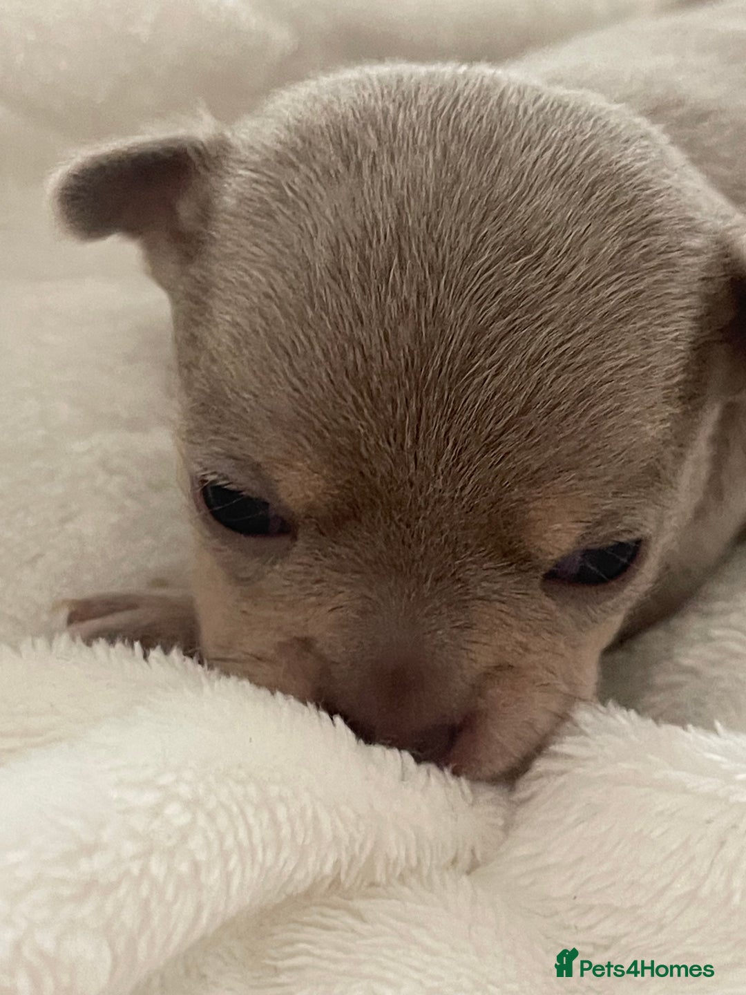 Chihuahua dogs for sale: Purebred chihuahua puppies - Image 1