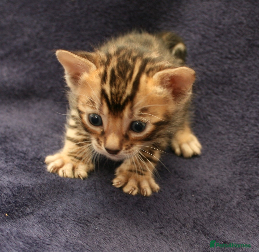 Bengal cats for sale: TICA Registered Bengal Kittens–Ready Nov 2025 🐾 - Image 20