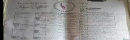Exotic cats for sale: Full pedigree exotic kittens in Saint Helens - Advert 2
