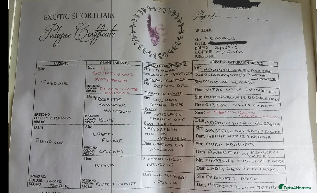 Exotic cats for sale: Full pedigree exotic kittens in Saint Helens - Advert 2