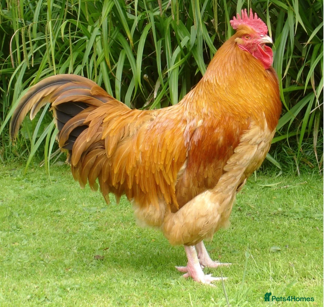 Chickens poultry for sale: X2 Friendly Cockerels / 1 year old  in Wimborne - Advert 1