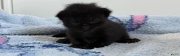 Mixed Breed cats for sale: 7 Long Haired Black Kittens - Advert 18