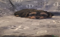 Yorkshire Terrier dogs for sale: Miniature Yorkshire Terrier pups - Image 9