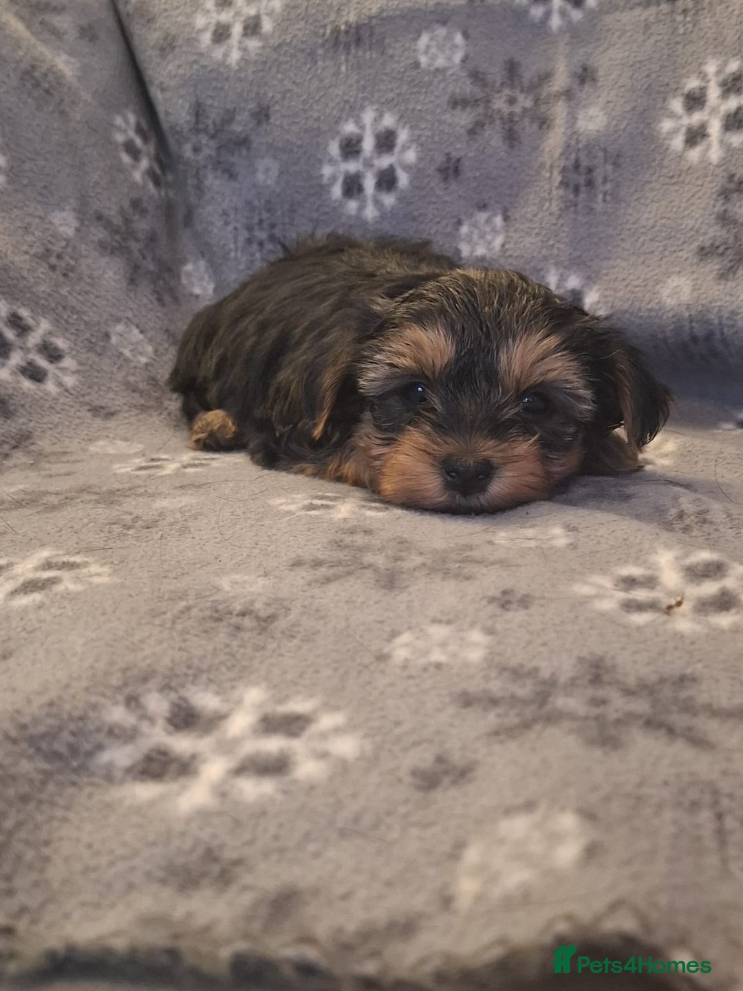Yorkshire Terrier dogs for sale: Miniature Yorkshire Terrier pups - Image 9