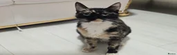 Domestic Shorthair cats for sale: Beautiful Litter of 8 Kittens –5 Females & 3 Males - Advert 1