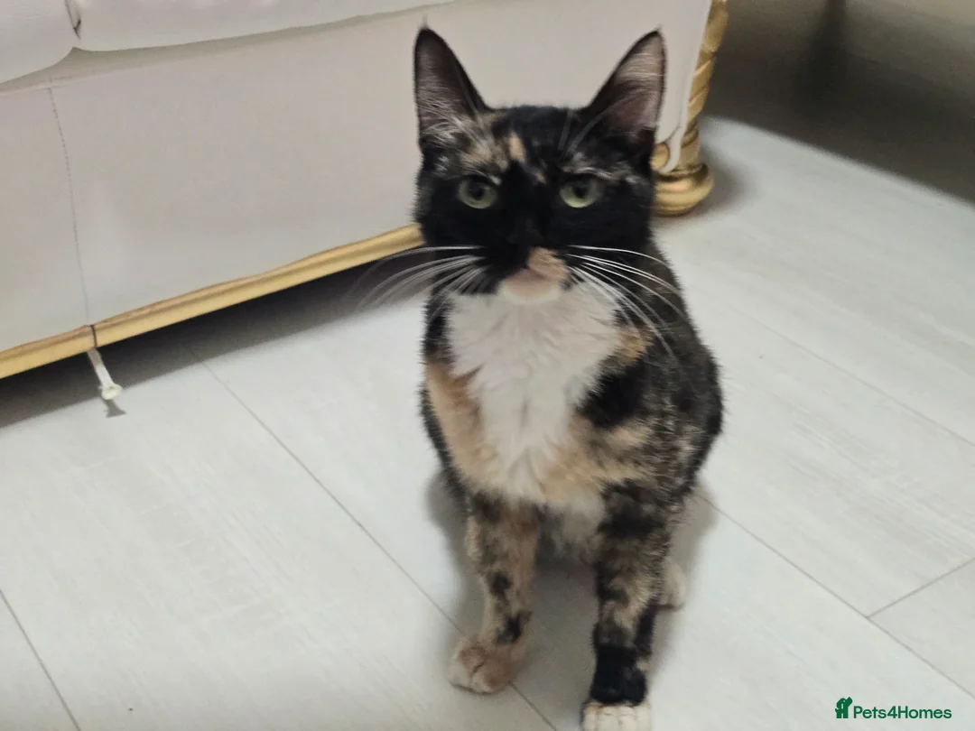 Domestic Shorthair cats for sale: Beautiful Litter of 8 Kittens –5 Females & 3 Males - Advert 1