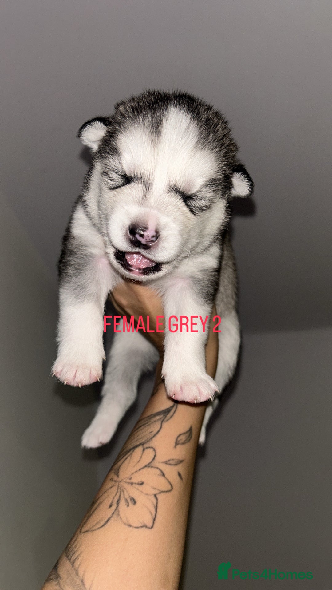 Siberian Husky dogs for sale: STUNNING PURE SIBERIAN HUSKY PUPPIES  - Advert 6