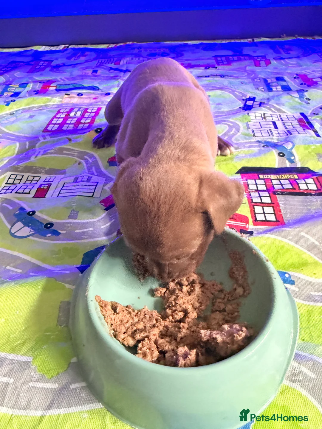 Presa Canario dogs for sale: 5 presa back up for sale  - Advert 3