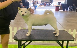 Japanese Shiba Inu dogs for sale: 4 month old Shiba Female available - Image 4