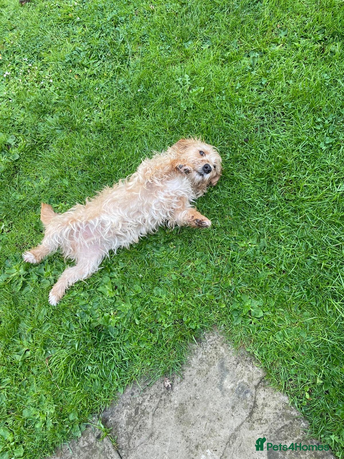 Mixed Breed dogs 2 year old girl needs a new loving home  - Advert 1