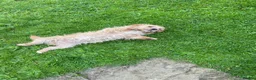 Mixed Breed dogs for sale: 2 year old girl needs a new loving home  in Maidstone - Advert 1