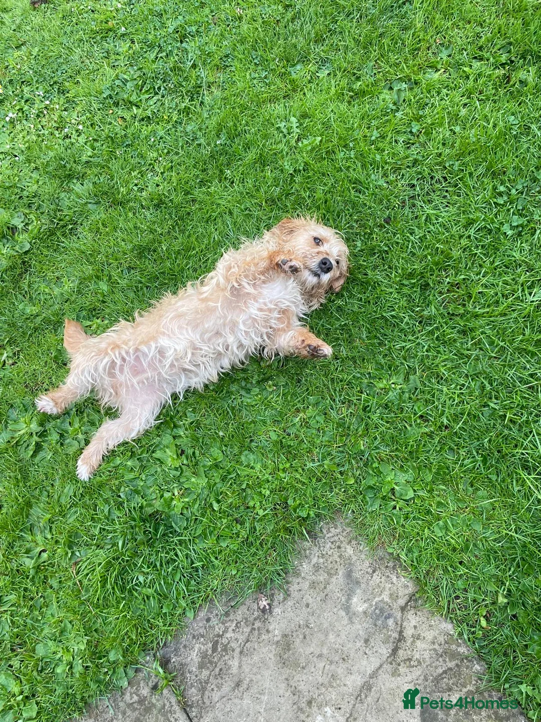 Mixed Breed dogs for sale: 2 year old girl needs a new loving home  in Maidstone - Advert 1