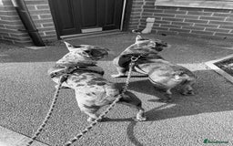 French Bulldog dogs for sale: BonBon & Hugo - Image 4