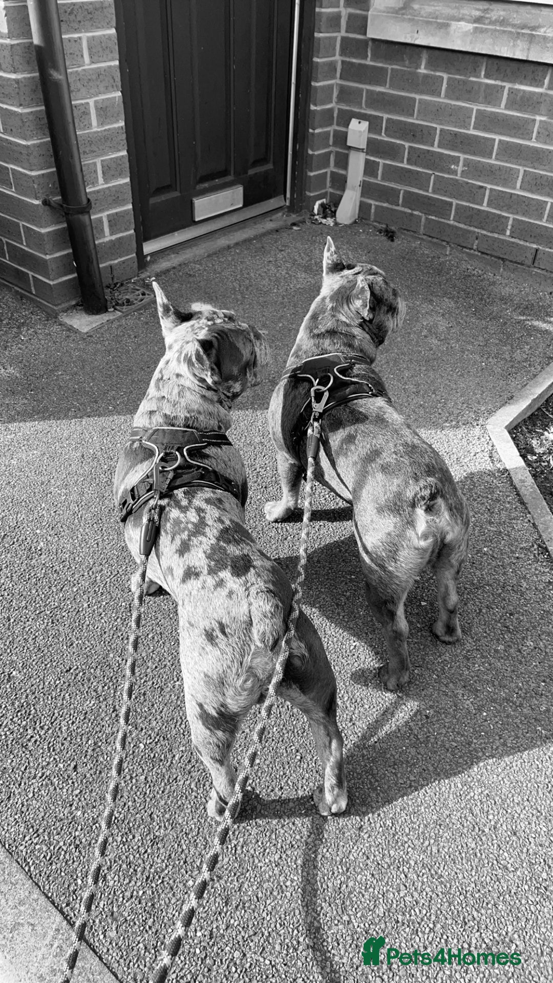 French Bulldog dogs for sale: BonBon & Hugo - Image 4