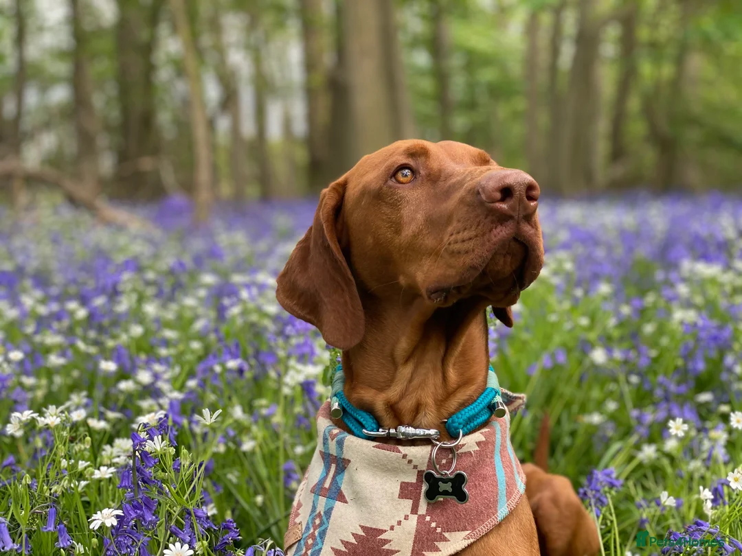 Hungarian Vizsla dogs for stud: Proven KC Registered Hungarian Vizsla in Reading - Advert 3