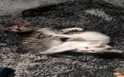 Mixed Breed cats for sale: Kittens for sale - Image 21