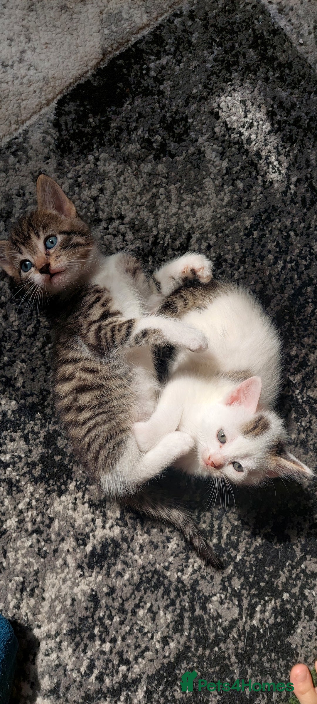 Mixed Breed cats for sale: Kittens for sale - Image 21