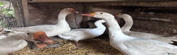 Geese poultry for sale: Nice tempered Geese x5  - Advert 8