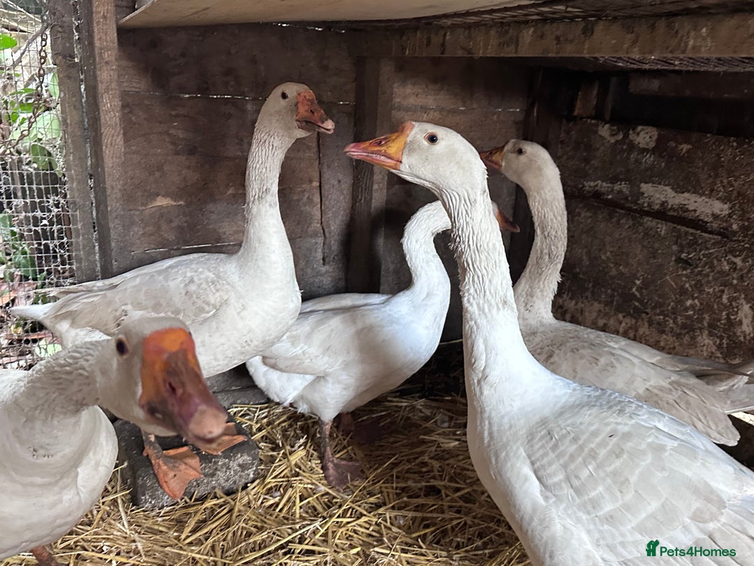Geese poultry for sale: Nice tempered Geese x5  - Advert 8