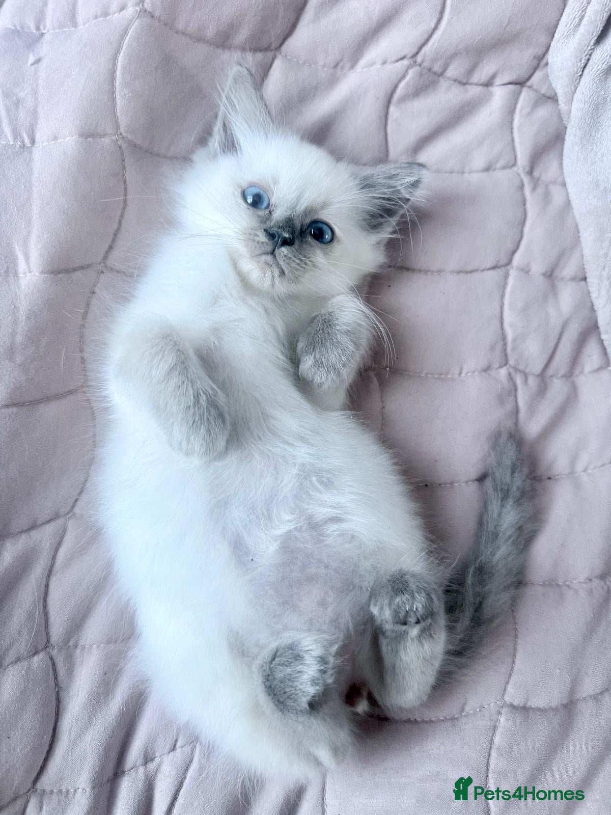 Ragdoll cats 🔹Last one 🩵Ragdoll kitten Boy🩵 Ready now🔹  - Advert 2
