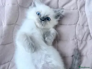 Ragdoll cats 🔹Last one 🩵Ragdoll kitten Boy🩵 Ready now🔹 - Advert 2
