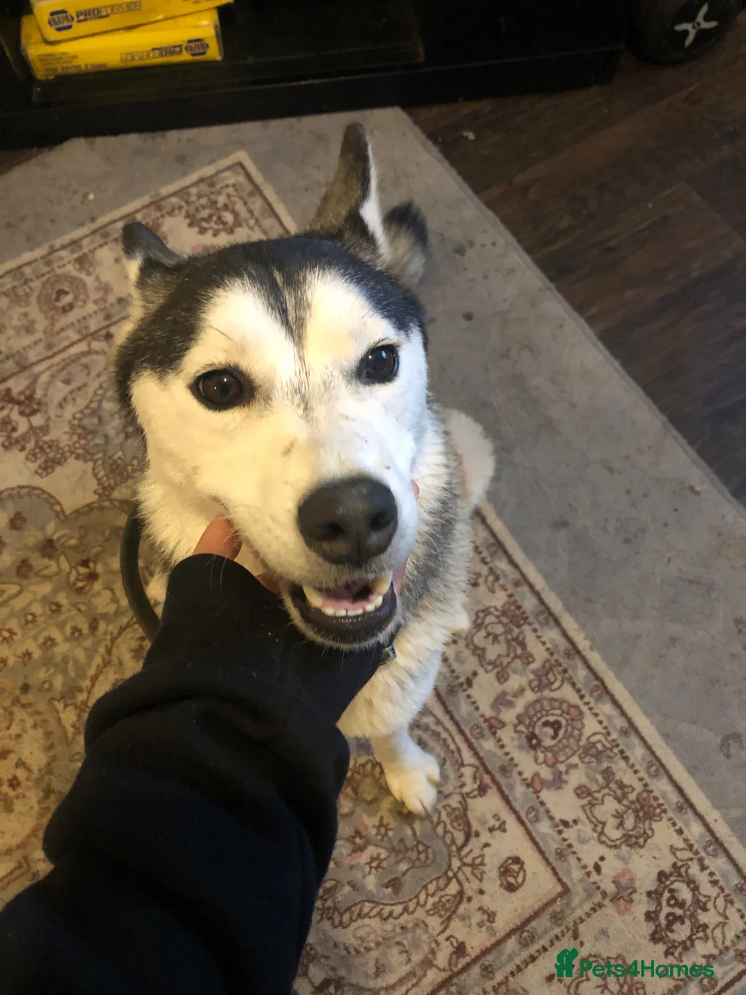 Siberian Husky dogs for sale: Pups for sale - Advert 1