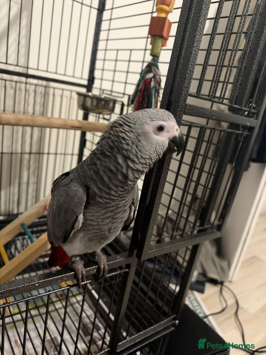 Parrots birds for sale: Male  in Southsea - Advert 1