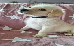 Labradoodle dogs for sale: BEAUTIFUL LABRADOODLE PUPPIES *LAST ONE* * - Image 7