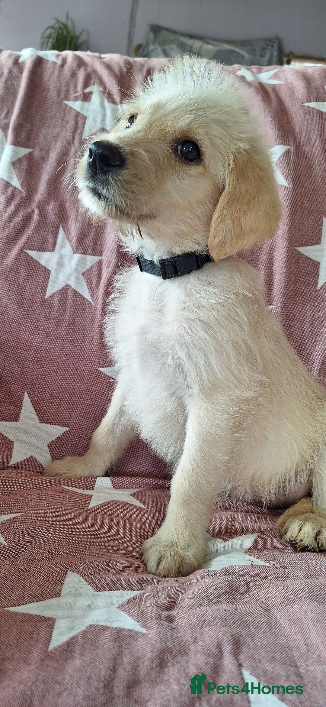 Labradoodle dogs for sale: BEAUTIFUL LABRADOODLE PUPPIES *LAST ONE* * - Image 7