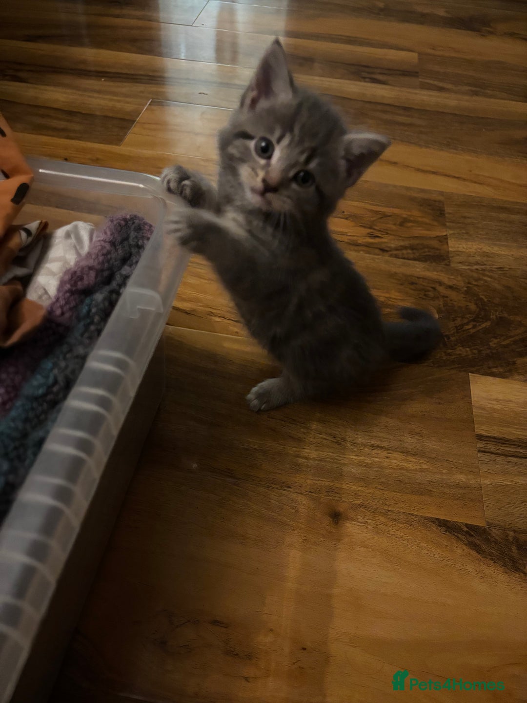 Mixed Breed cats for sale: 1 grey boy left - Advert 2