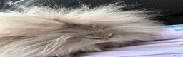 Lionhead rabbits for sale: Double mane lionhead Bunnies in Wrexham - Advert 1