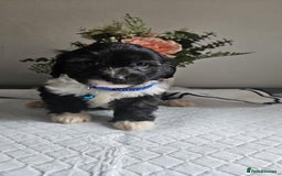 Cavapoo dogs for sale: Adorabile Cavapo Puppies  - Image 4