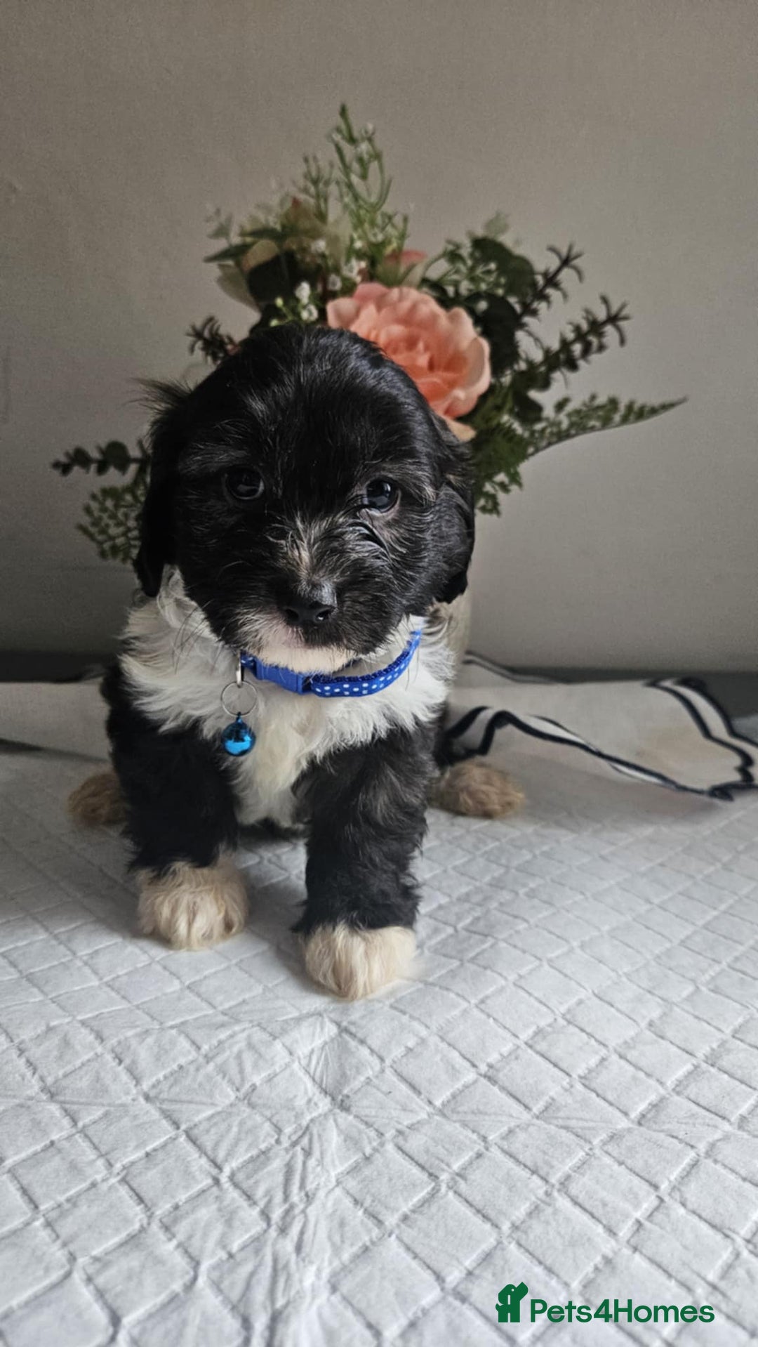 Cavapoo dogs for sale: Adorabile Cavapo Puppies  - Image 4