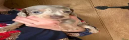 Miniature Dachshund dogs for sale: Miniature dachshund puppies 🐶  - Advert 10