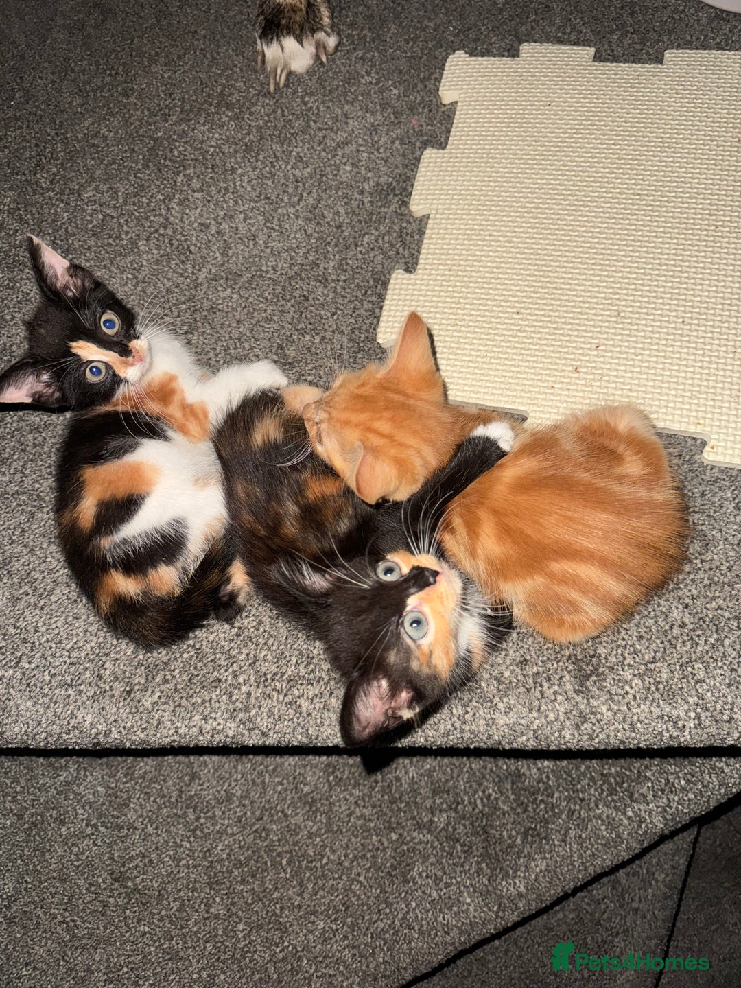 Mixed Breed cats for sale: Kittens for sale  - Image 2