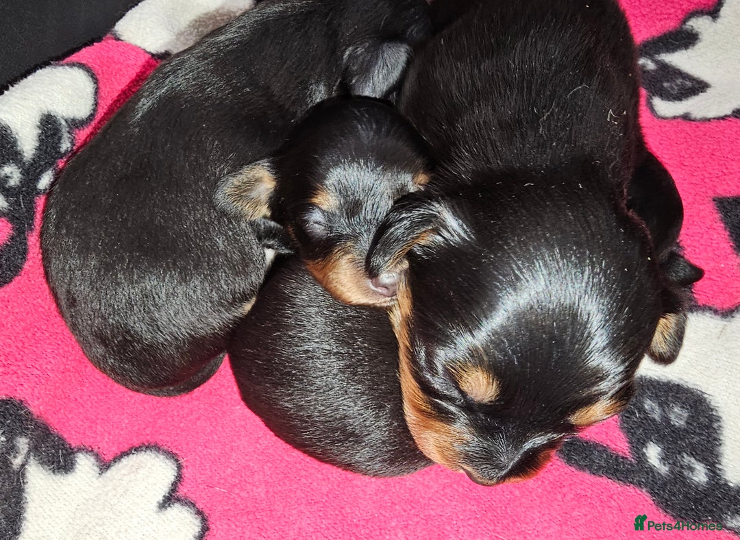 Russian Toy Terrier dogs for sale: Russian toy puppies  - Advert 2