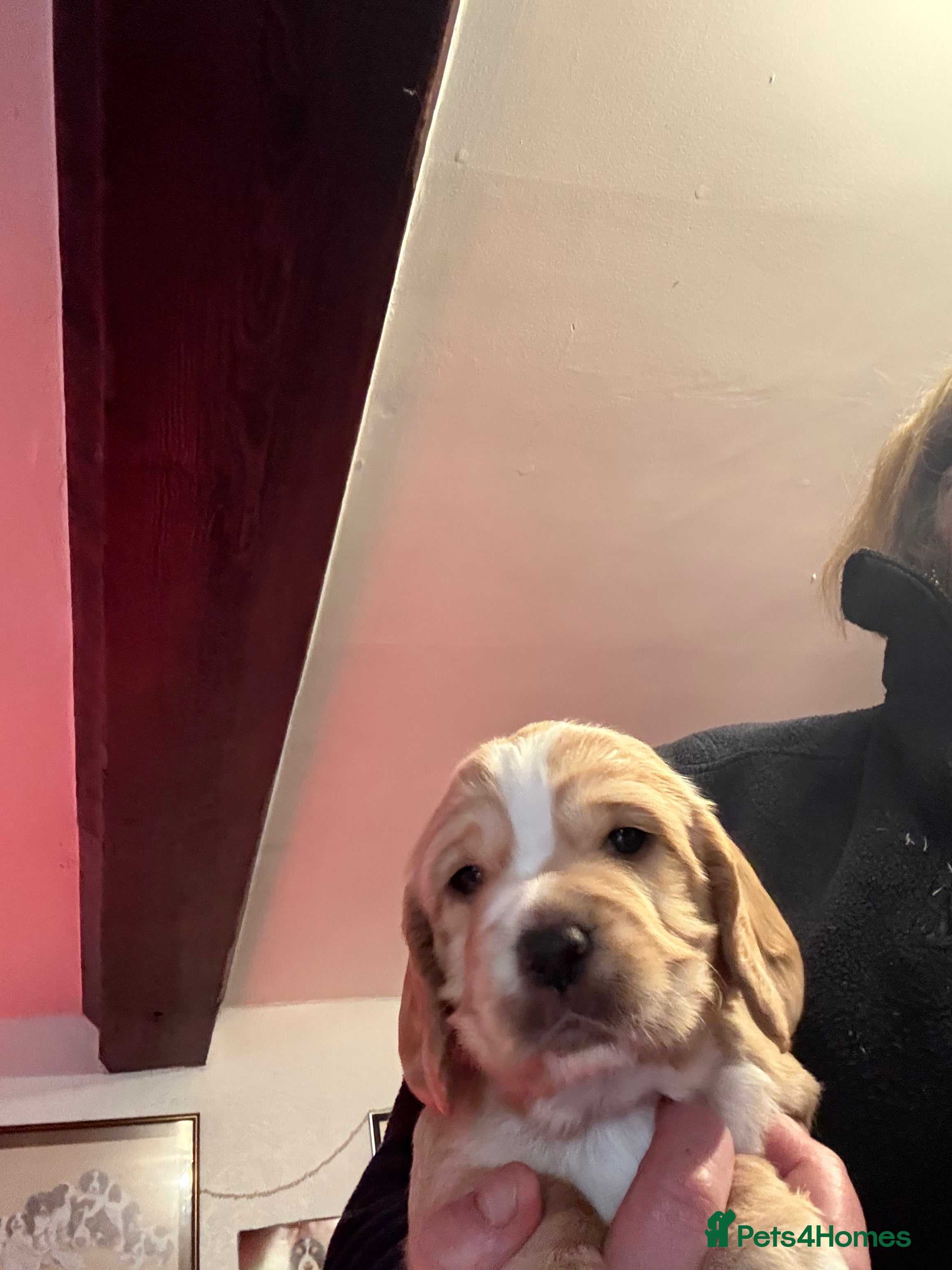 Cocker Spaniel dogs Stunning working cocker spaniels - Advert 5