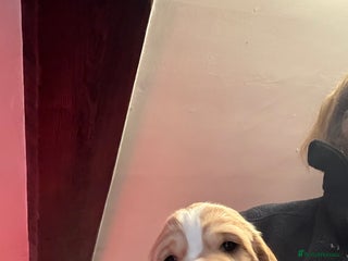 Cocker Spaniel dogs Stunning working cocker spaniels - Advert 5